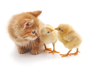 Kitten and chickens.