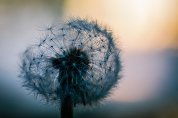 Dandelions in the making