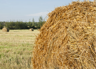 stack of hay on the field on a background of green forest and sky