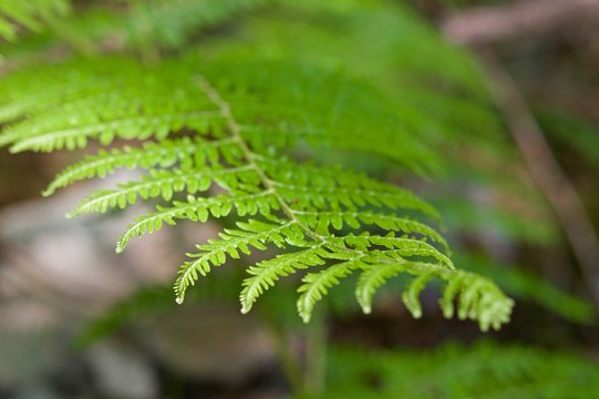 Groups of ferns