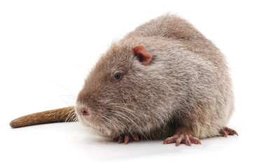 Large brown nutria.