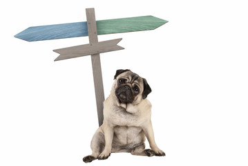 funny cute pug puppy dog sitting down next to blank signpost; with signs pointing left and right, isolated on white background