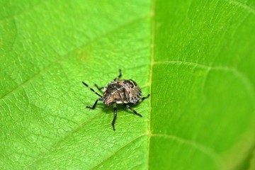 A bug on a green leaf