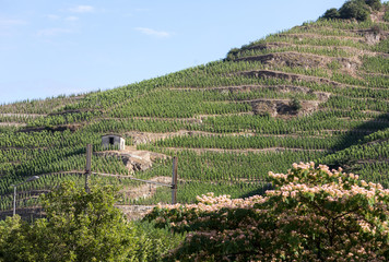 Fototapeta na wymiar View of the M. Chapoutier Crozes-Hermitage vineyards in Tain l'Hermitage, Rhone valley, France