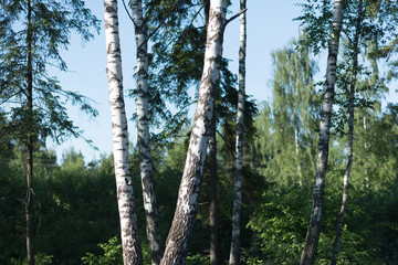 birch forest in sunlight in the morning