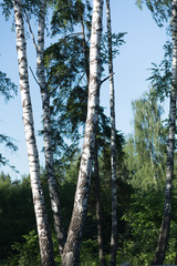 Fototapeta premium birch forest in sunlight in the morning