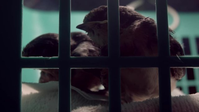 Sleepy Birds nodding off