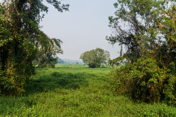 Wetlands in eco-archaeological park Los Naranjos, Honduras