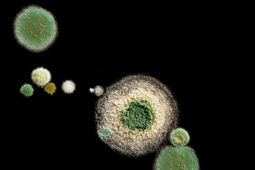 green yellow round fungal mold on a heterogeneous black surface, macro abstract background