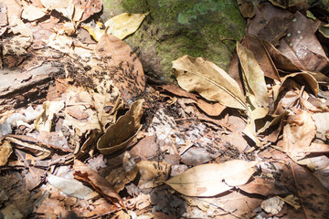 Ant trail in a forest covering Maderas volcano on Ometepe island, Nicaragua