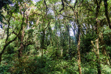 Cloud forest covering Maderas volcano on Ometepe island, Nicaragua