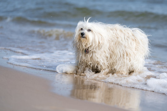 Baden im Meer