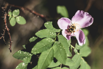 Bee on Flower
