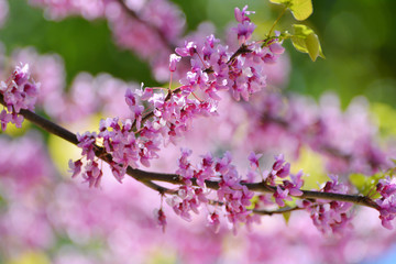 Pink flowers of Cercis Canadian in the spring garden. Tree of lilac Cercis Canadian.