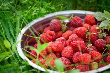 Pink fresh raspberries in an iron vessel in the garden on the background of green grass Berry Fruit Sadovina Healthy Food hack close up