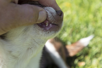 Dog teeth Survey of Chihuahua breed. Dental Stone formation.