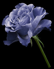 White-blue rose.  Flower on the black isolated background with clipping path. Close-up. no shadows. Shot of  blue  flower. Nature.