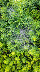 glowing rounded rain drops on star shape leaves
