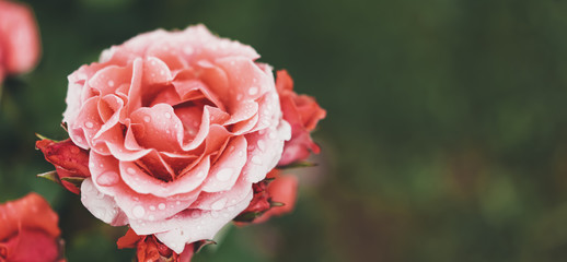 macro pink bud of rose on a green background closeup with raindrops of water, beautiful romantic flowers for card clean space for text, isolated floral blossom, blooming decoration outdoor