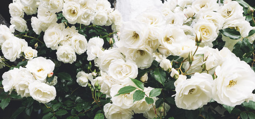 white bushy braided roses in garden on background of stone old house closeup on a sunny summer day, buds of delicate flowers for postcards, color bloom in garden, beautiful blossom in outdoor street