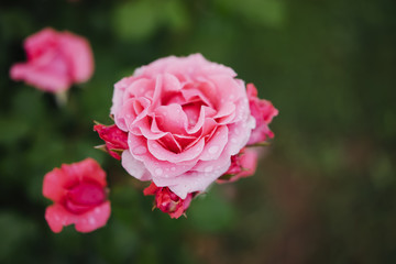 macro pink bud of rose on a green background closeup with raindrops of water, beautiful romantic flowers for card clean space for text, isolated floral blossom, blooming outdoor concept in summer