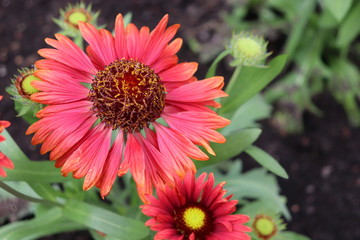Red flower, Indian blanket, gaillardia pulchella