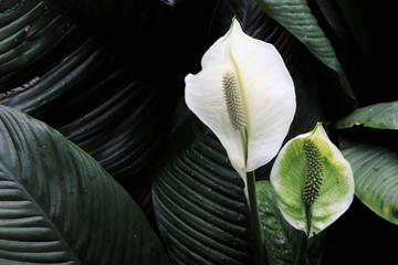 Close up of white flower, against leaves, anthurium - obrazy, fototapety, plakaty