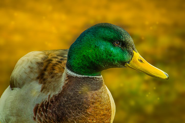 Resting on the beach