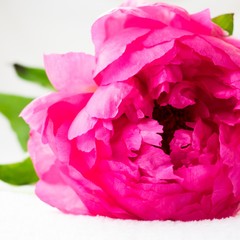 Very beautiful peony, front view, white background