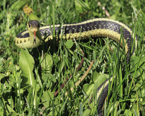 Snake in Grass