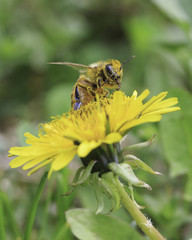 Bee Searching for Pollen
