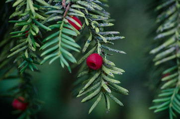 Bright Red Berry