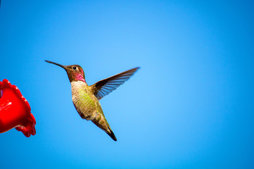 Fototapeta premium Humming Bird