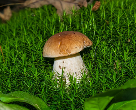 Cute penny bun mushroom is growing in the grass. The beautiful small brown cap of a cep is in the focus. It is vegetarian diet food. The mushroom grows in Ukrainian Carpathian Mountains in the forest.