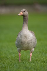 Greylag goose on grass