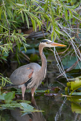 Great blue heron in pond