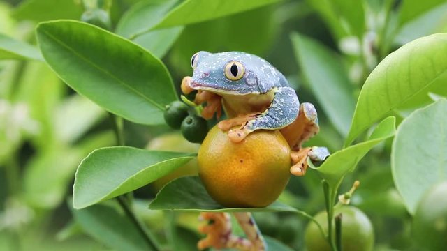 Amazon Leaf Frog / Fringe Tree Frog (Cruziohyla craspedopus) in Fruit Tree