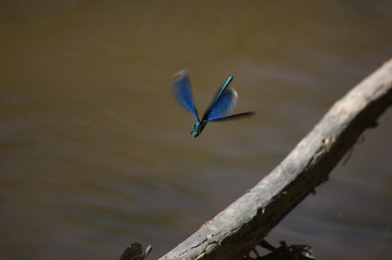 Dragonfly in the fly above a lake