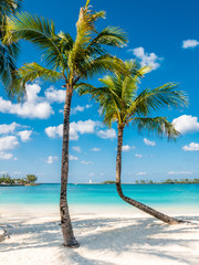 Caribbean Tropical Ocean and Palm Coconut Trees
