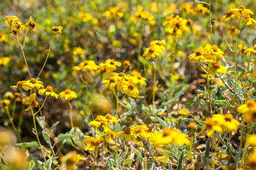 Wild flower in the desert