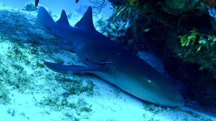 Mexico 2018 IntFrame