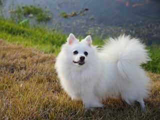 Fototapeta premium Spitz white furry dog outdoor next to a lake