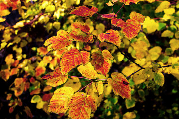 branch with yellow red leaves against the background of autumn forest