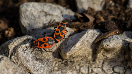 Feuerwanzen bei der Paarung