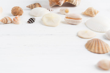 Seashells on white wooden background with copy space