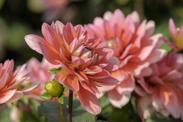 Dahlien (Dahlia)