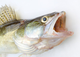The Walleye or Pike-perch - Sander lucioperca. Fishing catch on white background.
