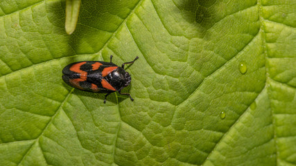 Käfer auf Blatt