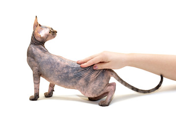 sphinx cat stroked by woman's hand, isolated on white