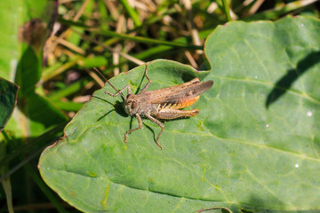 Grasshopper sits on the grass close-up. Macro photo of a grasshopper sitting on a sheet. Locust sitting in the grass. A green grasshopper sits on a branch.